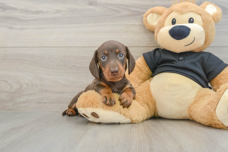 Meet String Bean - our Dachshund Puppy Photo 1/5 - Florida Fur Babies
