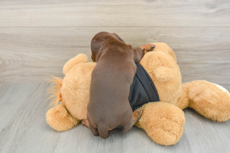 Meet String Bean - our Dachshund Puppy Photo 2/5 - Florida Fur Babies