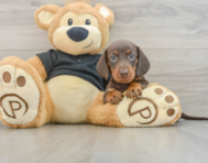 5 week old Dachshund Puppy For Sale - Florida Fur Babies