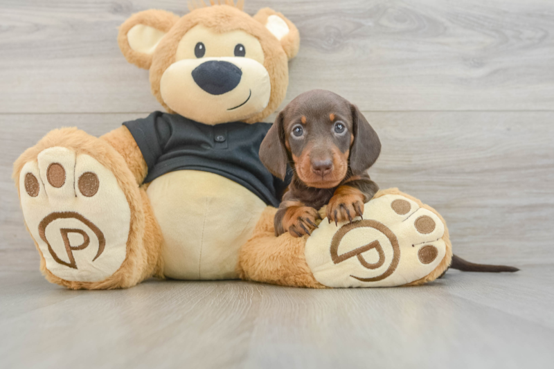Meet String Bean - our Dachshund Puppy Photo 3/5 - Florida Fur Babies