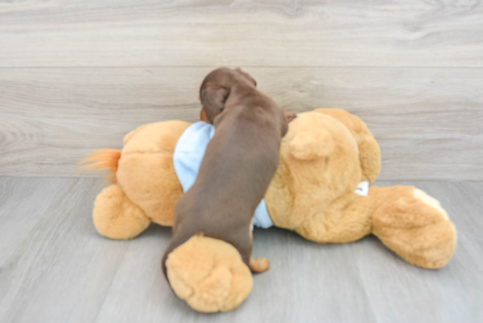 Dachshund Puppy for Adoption