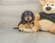 5 week old Dachshund Puppy For Sale - Florida Fur Babies