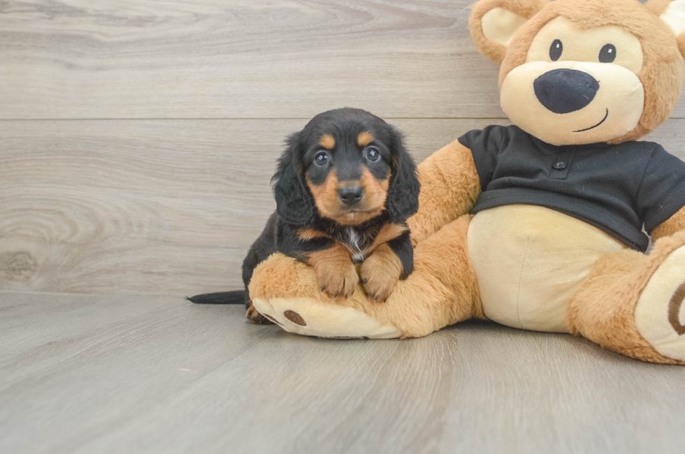 6 week old Dachshund Puppy For Sale - Florida Fur Babies
