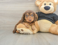 5 week old Dachshund Puppy For Sale - Florida Fur Babies