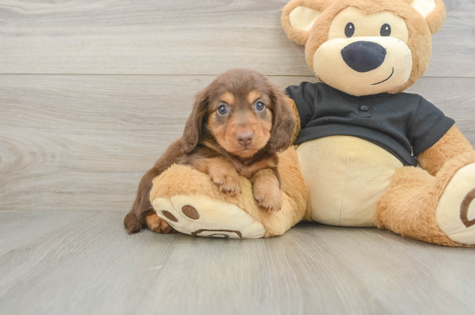 6 week old Dachshund Puppy For Sale - Florida Fur Babies