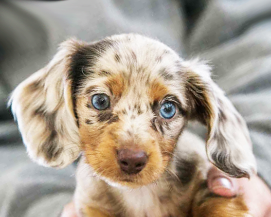 Dachshund Puppies For Sale - Florida Fur Babies