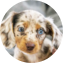 Dachshund Puppy For Sale - Florida Fur Babies