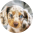 Dachshund Puppies For Sale - Florida Fur Babies