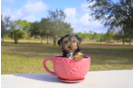 Meet Wyatt - our Yorkshire Terrier Puppy Photo 1/1 - Florida Fur Babies