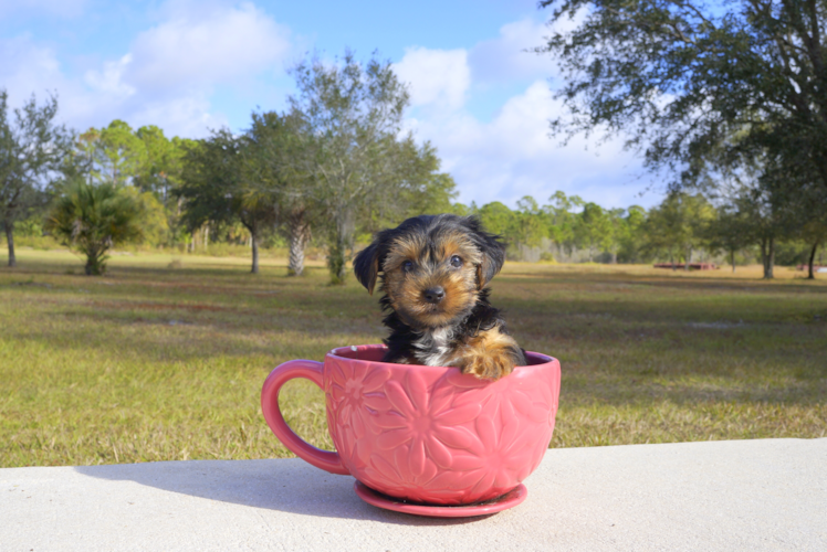 Meet Wyatt - our Yorkshire Terrier Puppy Photo 1/1 - Florida Fur Babies