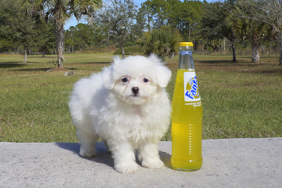Meet Kirby - our Maltipom Puppy Photo 3/5 - Florida Fur Babies