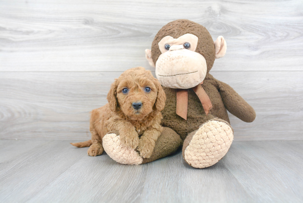 Meet Chanel - our Mini Goldendoodle Puppy Photo 2/3 - Florida Fur Babies