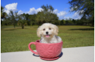 Meet Elise - our Cavachon Puppy Photo 1/3 - Florida Fur Babies