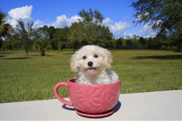 Meet Elise - our Cavachon Puppy Photo 1/3 - Florida Fur Babies