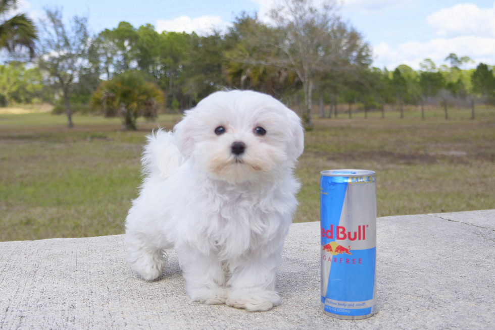 Meet Cuti Pie - our Maltese Puppy Photo 3/4 - Florida Fur Babies