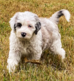 Cute Mini Sheepadoodle Poodle Mix Pup Cute Mini Sheepadoodle Poodle Mix Pup
