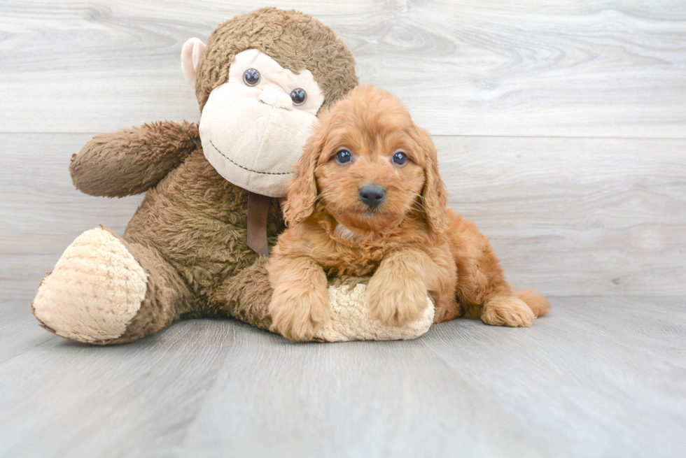 Meet Bentley - our Mini Goldendoodle Puppy Photo 1/3 - Florida Fur Babies