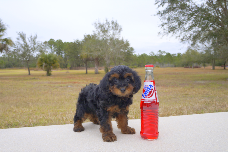 Meet  Hope - our Yorkie Poo Puppy Photo 3/3 - Florida Fur Babies
