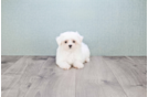 Meet Summer - our Maltese Puppy Photo 3/3 - Florida Fur Babies
