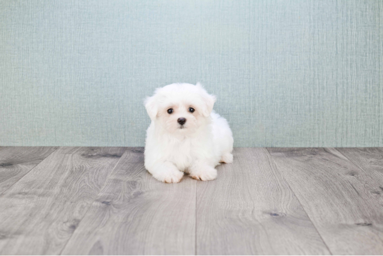 Meet Summer - our Maltese Puppy Photo 3/3 - Florida Fur Babies