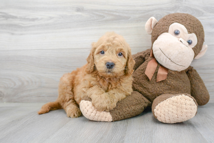 Meet Vergil - our Mini Goldendoodle Puppy Photo 1/3 - Florida Fur Babies