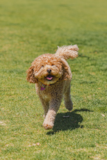 Cute Cavapoo Pup