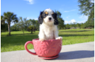 Meet Ethan - our Cavalier King Charles Spaniel Puppy Photo 1/4 - Florida Fur Babies