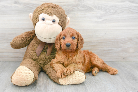 13 week old Mini Irish Doodle Puppy For Sale - Florida Fur Babies