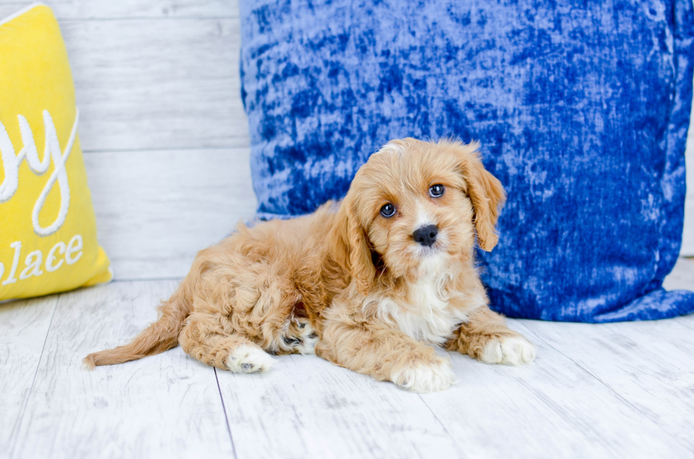 Meet  Torben - our Cavapoo Puppy Photo 2/6 - Florida Fur Babies