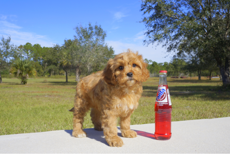 Meet Joseph - our Cavapoo Puppy Photo 1/2 - Florida Fur Babies