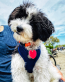 Cute Havapoo Poodle Mix Pup Cute Havapoo Poodle Mix Pup