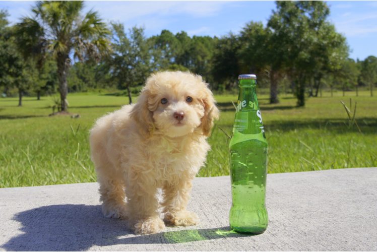 Meet Riley  - our Cavapoo Puppy Photo 1/2 - Florida Fur Babies
