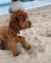 Puppy For Sale - Florida Fur Babies Puppy For Sale - Florida Fur Babies