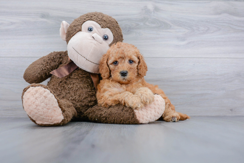 Meet Eve - our Mini Goldendoodle Puppy Photo 1/3 - Florida Fur Babies