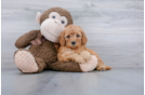 Meet Eve - our Mini Goldendoodle Puppy Photo 1/3 - Florida Fur Babies