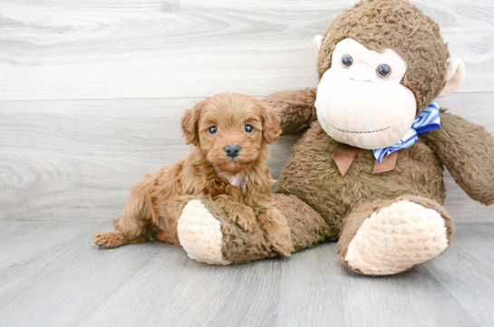 16 week old Mini Goldendoodle Puppy For Sale - Florida Fur Babies