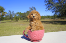 Meet Benny - our Cavapoo Puppy Photo 1/2 - Florida Fur Babies