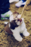 Cute Shih Tzu Purebred Pup