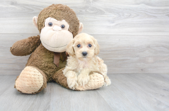 10 week old Poochon Puppy For Sale - Florida Fur Babies
