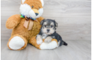 Meet Lynn - our Morkie Puppy Photo 1/3 - Florida Fur Babies