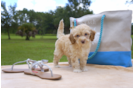 Meet Micheal - our Mini Goldendoodle Puppy Photo 3/3 - Florida Fur Babies