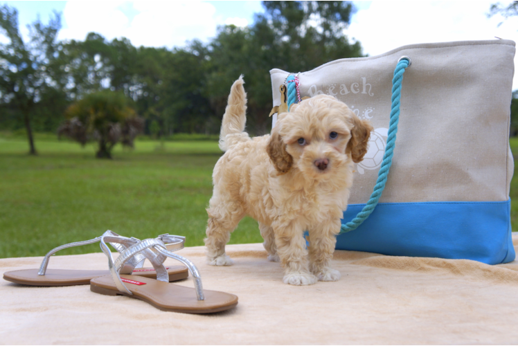 Meet Micheal - our Mini Goldendoodle Puppy Photo 3/3 - Florida Fur Babies
