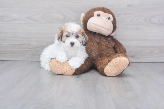 20 week old Shih Poo Puppy For Sale - Florida Fur Babies