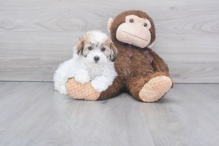 Meet Virginia - our Shih Poo Puppy Photo 1/2 - Florida Fur Babies