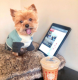 Cute Yorkshire Terrier Pup