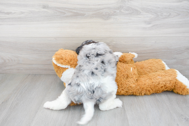 Meet Cooper - our Cavapoo Puppy Photo 3/3 - Florida Fur Babies