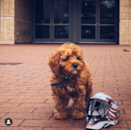Puppy For Sale - Florida Fur Babies Puppy For Sale - Florida Fur Babies