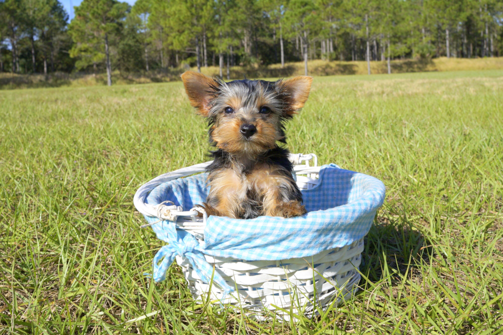 Meet Finn - our Yorkshire Terrier Puppy Photo 3/4 - Florida Fur Babies