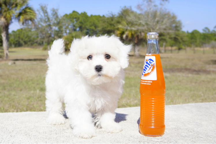 Meet Logan - our Maltipoo Puppy Photo 1/4 - Florida Fur Babies