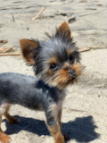 Cute Yorkshire Terrier Purebred Pup